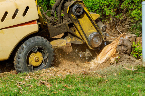 Tree Service Company in Owensboro, KY